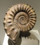 ammonite fossil